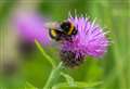 Green View: Tell the bees you love them