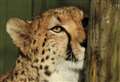 Suffolk zoo welcomes big cat in hope to help the species