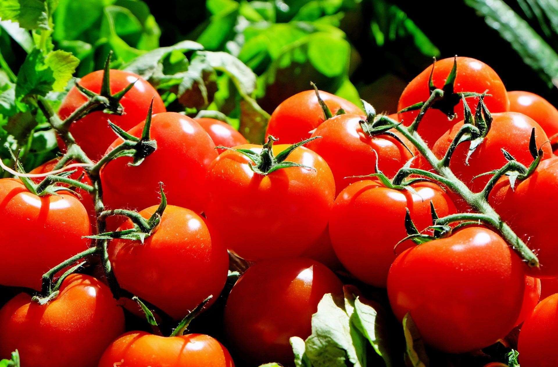 Tomatoes. Picture: Pixabay