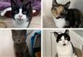 The loveable Suffolk cats searching for a new home