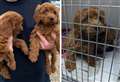 Pair of puppies found abandoned at roadside