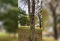 Tree removed from public park after contracting infectious fungal disease