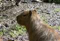 See Suffolk Wildlife Park’s new pups from its ‘world’s largest’ rodents