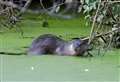 ‘It knows where a good hunting ground is’: Watch rare otter swimming in town centre waterway