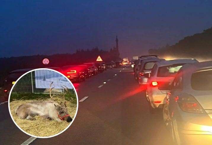 A reindeer at the Elveden Estate Shop and Restaurant today and the traffic queues on the A11 this afternoon. Picture: Kelly Walker/ submitted