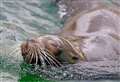 ‘Our thoughts are with her keepers’: Zoo announces death of much loved sea lion