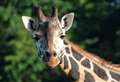 Zoo tells of ‘great sadness’ at the death of beloved giraffe