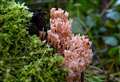 Rare fungus found in Kent after being spotted for first time in century in Suffolk decade ago