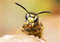 Stung by shortage of wasps 