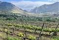 Tenerife – the unlikely wine producer