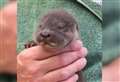 ‘Its eyes are literally just opening’: Baby otter rescued from Suffolk field