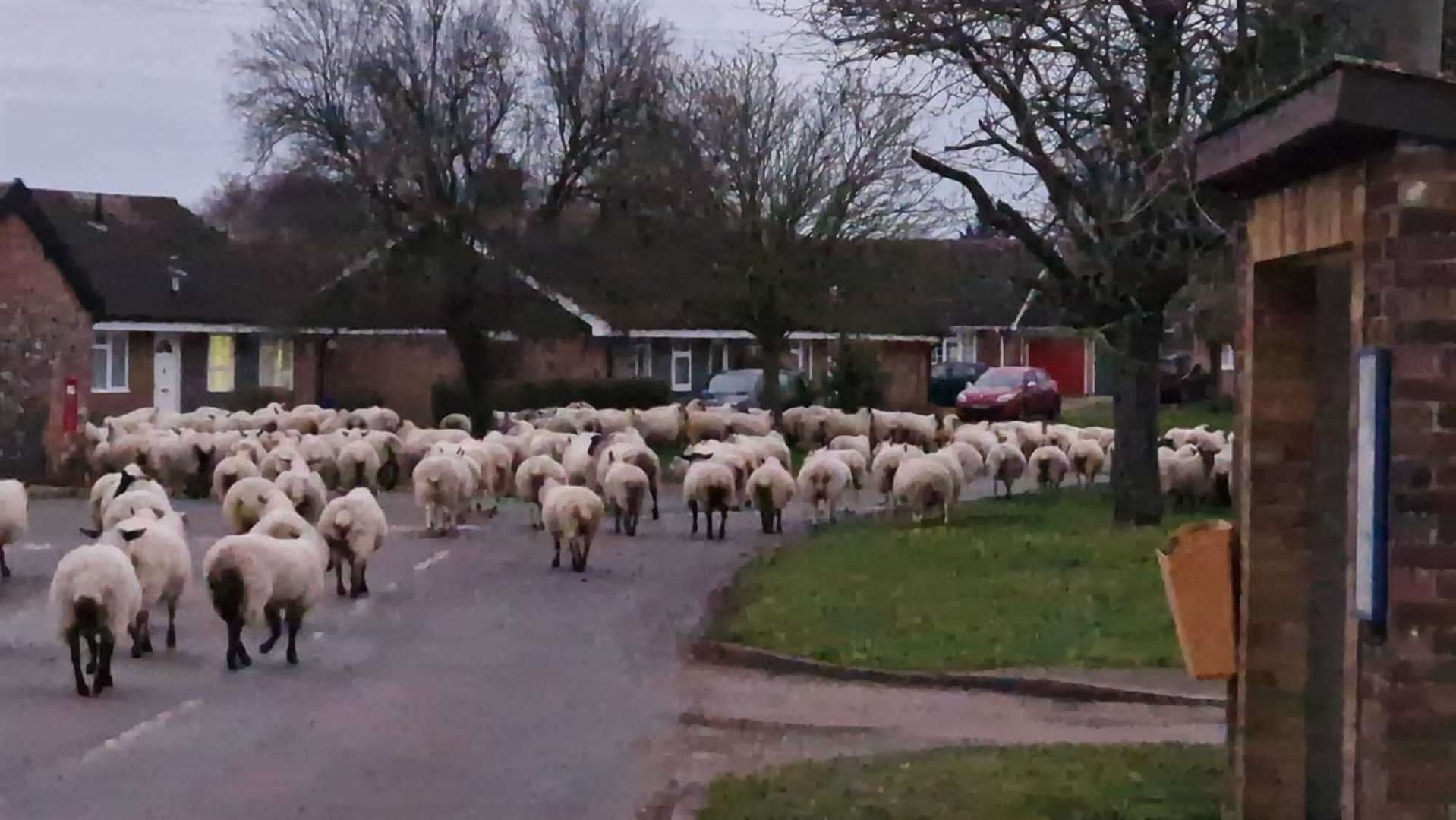 The sheep on the loose in Sapiston yesterday. Picture: Paul Sparkes (62247402)