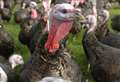 Birds and free range poultry enter lockdown 