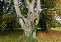 Meet Suffolk’s horror tree straight from your nightmares