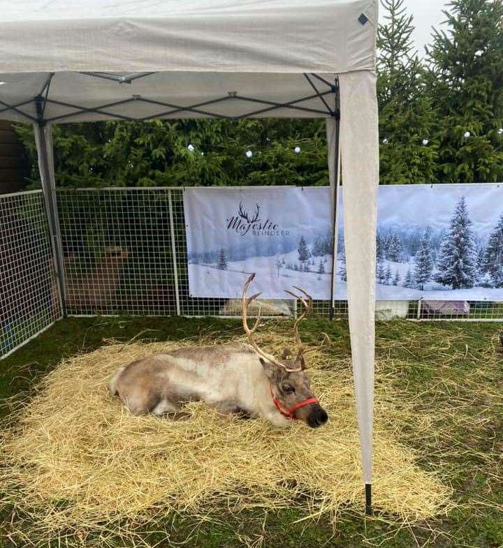 An image taken yesterday afternoon of one of the reindeer at the Elveden Estate. Picture: Kelly Walker