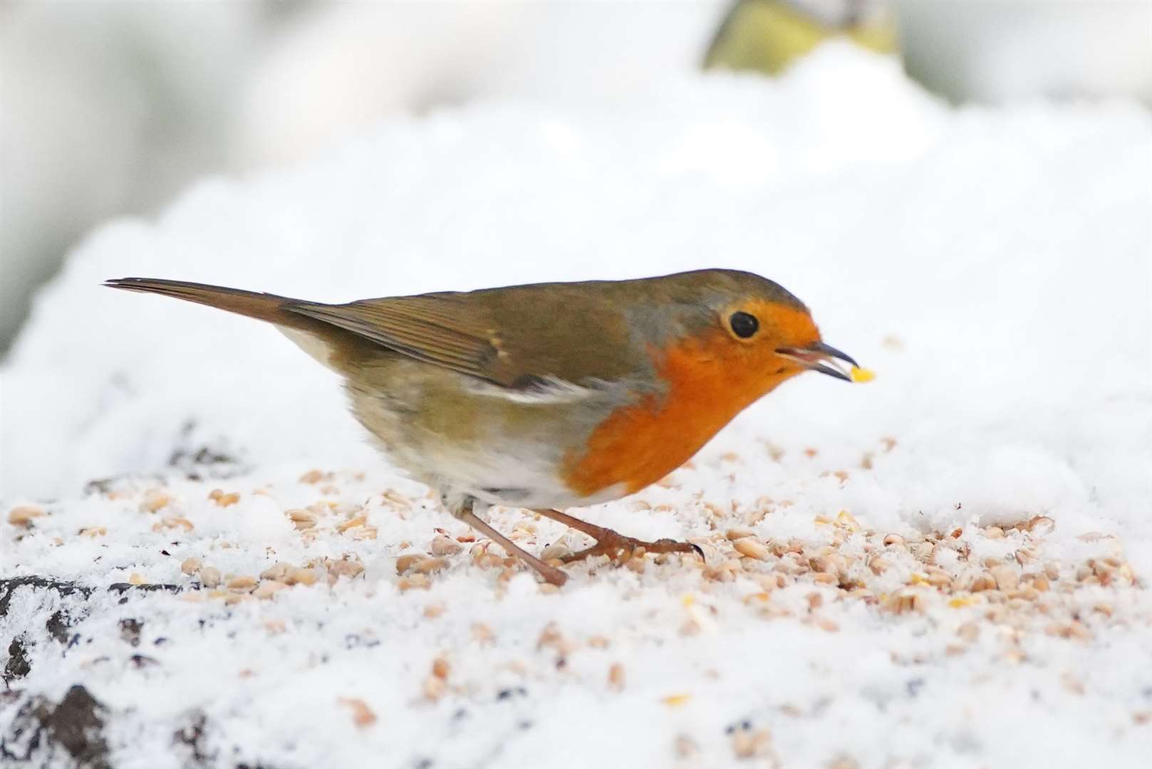 A robin looks for seed in the snow (Peter Bryne/PA)