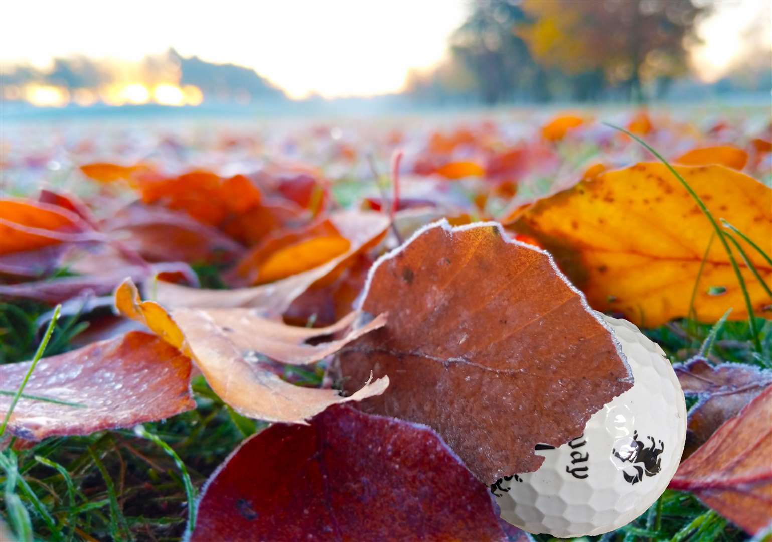 Golf balls can become hidden under leaves at this time of year Picture: Simon Byford