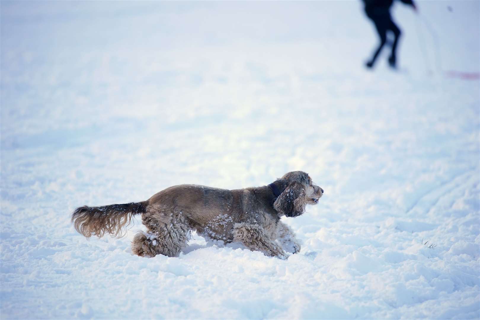 A dog enjoys the unusual conditions (Peter Byrne/PA)