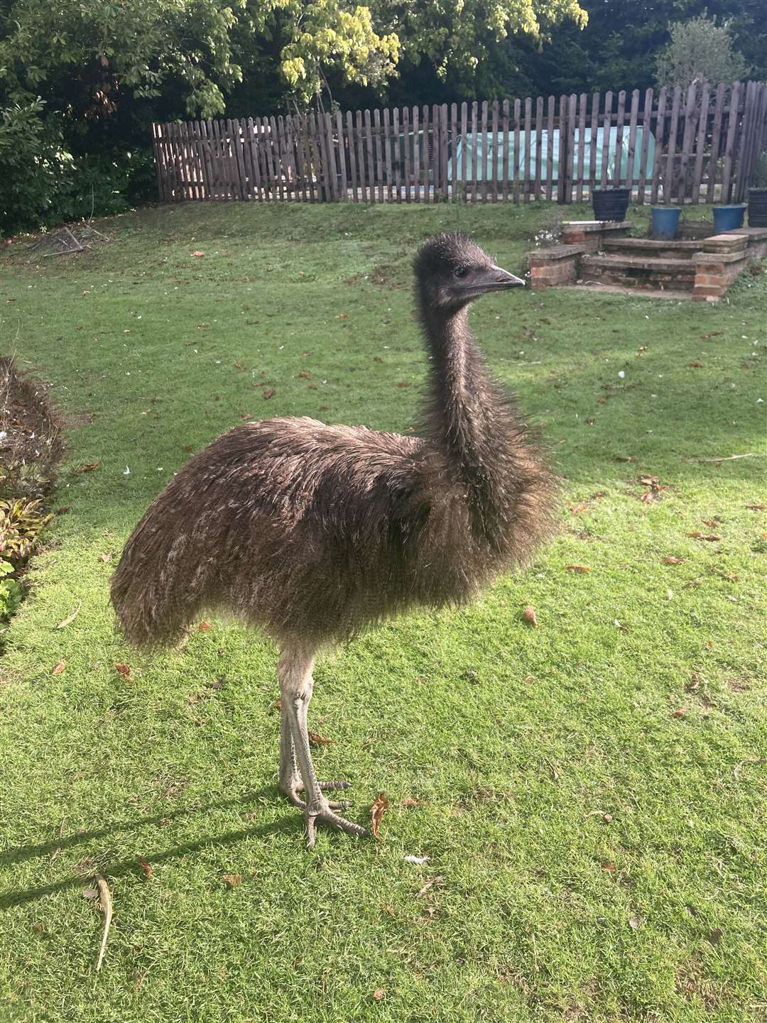 The 11-month-old pet emu went on an adventure in the middle of the night on Thursday, April 13. Picture: SWNS