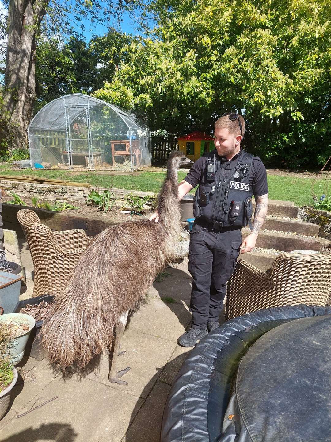 A runaway emu sparked a five hour rescue mission involving the police and the RSPCA. Picture: SWNS