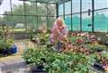 Suffolk nursery behind plants for Chelsea Flower Show winning garden