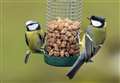 Disease spread by garden bird feeders is killing finches 